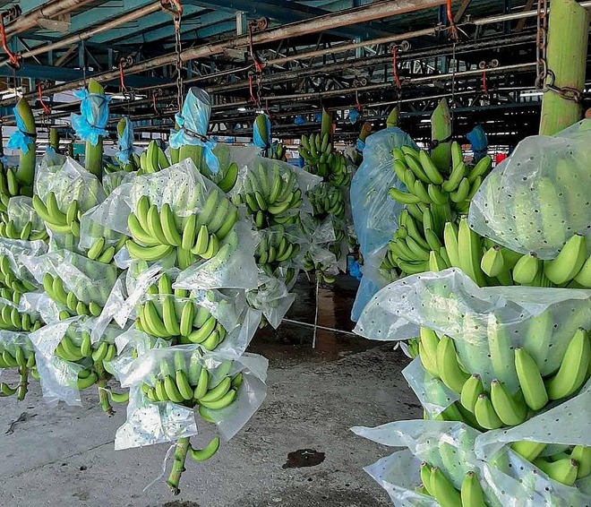 Một loại quả Việt Nam được người Trung Quốc ưa chuộng đột biến, nhập khẩu tăng vọt tháng vừa rồi: Vì sao? - Ảnh 2.