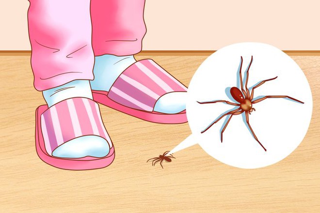 Đuổi gọn côn trùng gián, nhện, kiến... trong nhà với 7 mẹo đơn giản - Ảnh 4.
