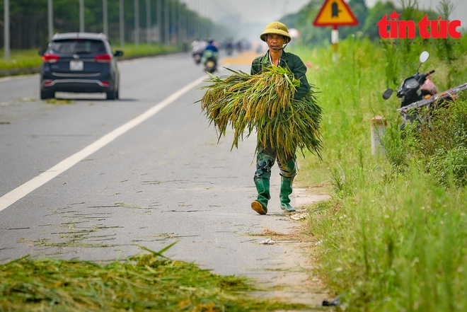 Người dân quây màn ngủ dưới lòng đường để canh lúa, bất chấp nguy cơ tai nạn giao thông - Ảnh 8.