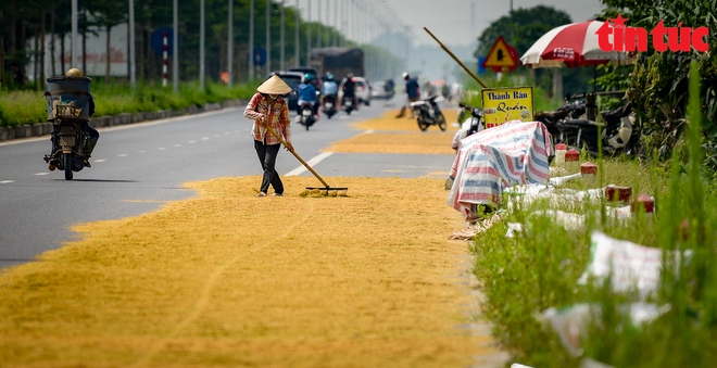 Người dân quây màn ngủ dưới lòng đường để canh lúa, bất chấp nguy cơ tai nạn giao thông - Ảnh 9.