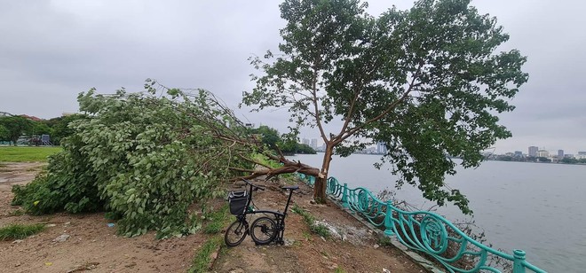 Hà Nội: Công an xác minh, truy tìm kẻ xấu chặt hạ cây cô đơn nổi tiếng tại hồ Tây - Ảnh 2.