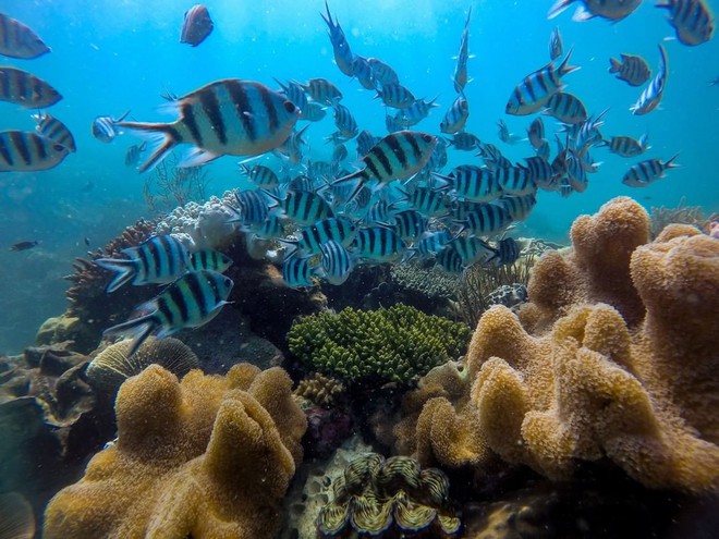 Những rạn san hô tuyệt đẹp ở các vùng biển Việt Nam đứng trước nguy cơ suy giảm hàng loạt, nhiều nơi đã phải lên kế hoạch để "giải cứu" - Ảnh 1.