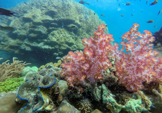 Những rạn san hô tuyệt đẹp ở các vùng biển Việt Nam đứng trước nguy cơ suy giảm hàng loạt, nhiều nơi đã phải lên kế hoạch để "giải cứu" - Ảnh 1.
