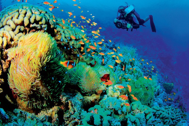 Những rạn san hô tuyệt đẹp ở các vùng biển Việt Nam đứng trước nguy cơ suy giảm hàng loạt, nhiều nơi đã phải lên kế hoạch để "giải cứu" - Ảnh 2.