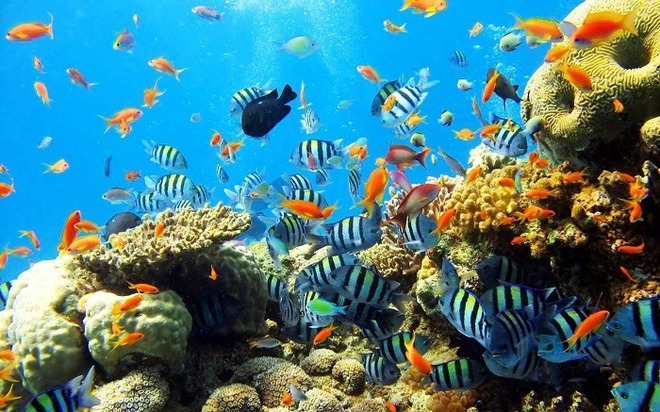 Những rạn san hô tuyệt đẹp ở các vùng biển Việt Nam đứng trước nguy cơ suy giảm hàng loạt, nhiều nơi đã phải lên kế hoạch để "giải cứu" - Ảnh 2.