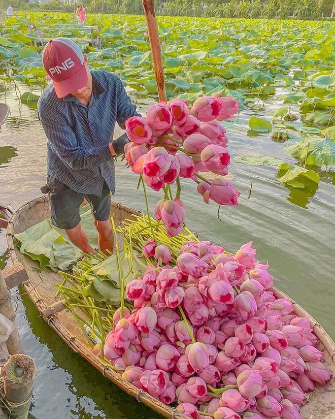 Nếu đến 3 nơi này nhất định không nên bỏ qua việc ghé thăm các hồ sen được cho là đẹp nhất cả nước! - Ảnh 8.