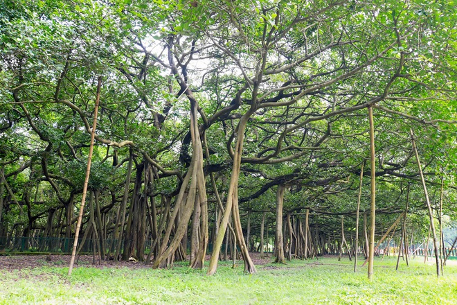 Cây đa khổng lồ tán lan rộng như một khu rừng, bước vào bên trong càng thêm sững sờ trước sự kỳ diệu của thiên nhiên - Ảnh 2.