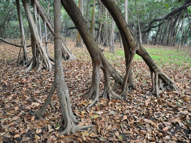 Cây đa khổng lồ tán lan rộng như một khu rừng, bước vào bên trong càng thêm sững sờ trước sự kỳ diệu của thiên nhiên - Ảnh 6.