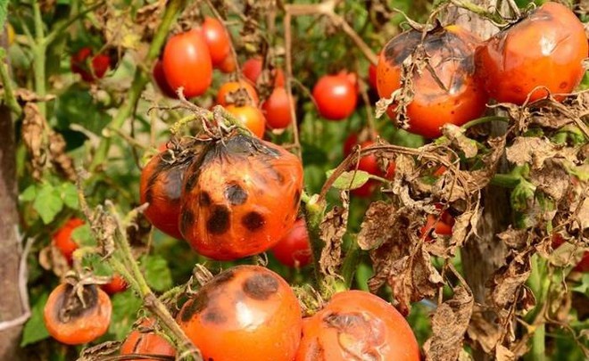 4 cách ăn cà chua dễ ngộ độc, âm thầm gây bệnh ung thư nhưng ai trong chúng ta cũng từng mắc 1 lần - Ảnh 4.