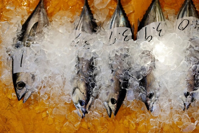 Bí mật về phương pháp câu truyền thống giúp người Nhật giữ tuyệt đối vị ngon của cá ngừ - Ảnh 3.