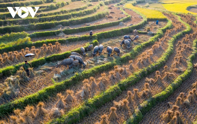 Mùa vàng đẹp nao lòng nơi biên cương Cao Bằng - Ảnh 11.