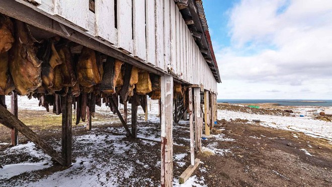 Cá mập thối: Món trứ danh của Iceland nhưng không phải du khách nào cũng dám ăn thử! - Ảnh 2.