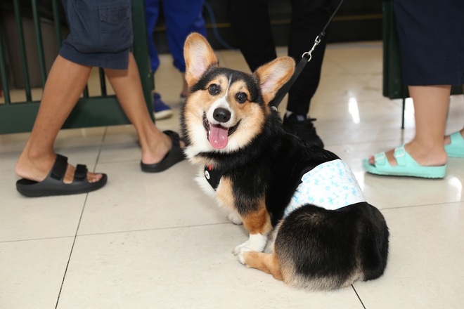 Lần đầu đi xem cuộc đua chó Corgi: “Tuyển thủ” tên Mèo giật chức vô địch ngoạn mục, nhiều chú cún phải bỏ cuộc giữa chừng - Ảnh 17.