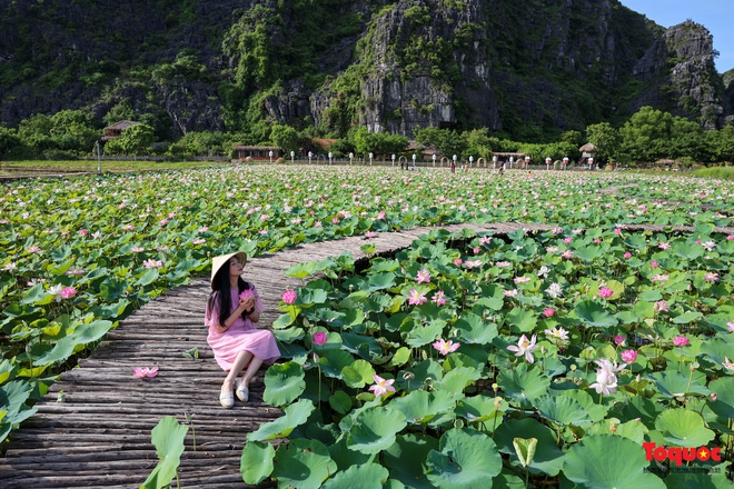 Chiêm ngưỡng đầm sen Hang Múa nở rộ dưới chân núi Ngọa Long - Ảnh 11.