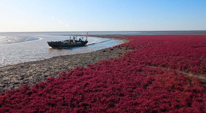 Bãi biển độc đáo ở Trung Quốc bình thường trong xanh nhưng đến mùa thu chuyển màu đỏ sặc sỡ đẹp mê hồn - Ảnh 5.