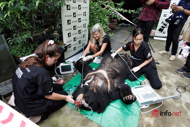 Một gia đình tại Hà Nội tự nguyện bàn giao 7 cá thể gấu ngựa - Ảnh 2.
