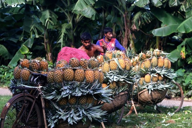 Mùa thu hoạch dứa nở rộ ở Bangladesh - Ảnh 2.