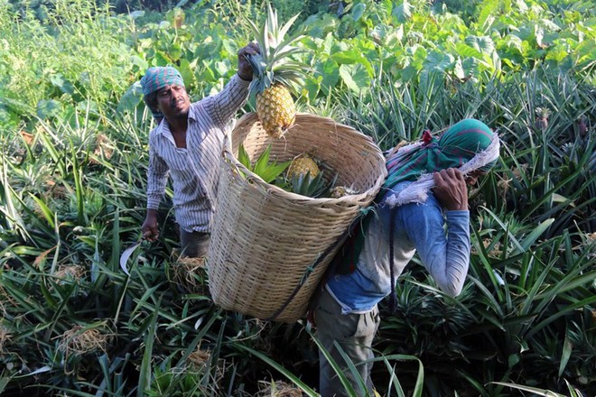Mùa thu hoạch dứa nở rộ ở Bangladesh - Ảnh 4.