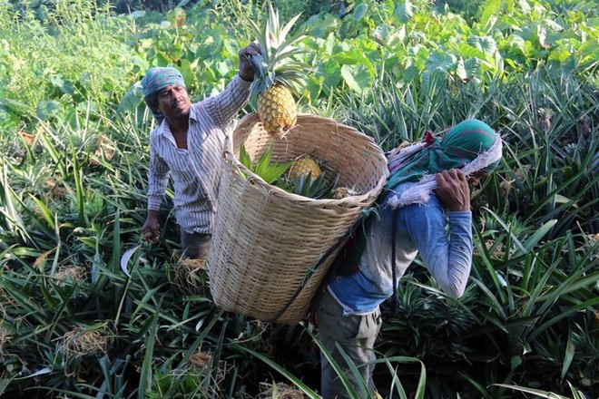 Mùa thu hoạch dứa nở rộ ở Bangladesh - Ảnh 4.