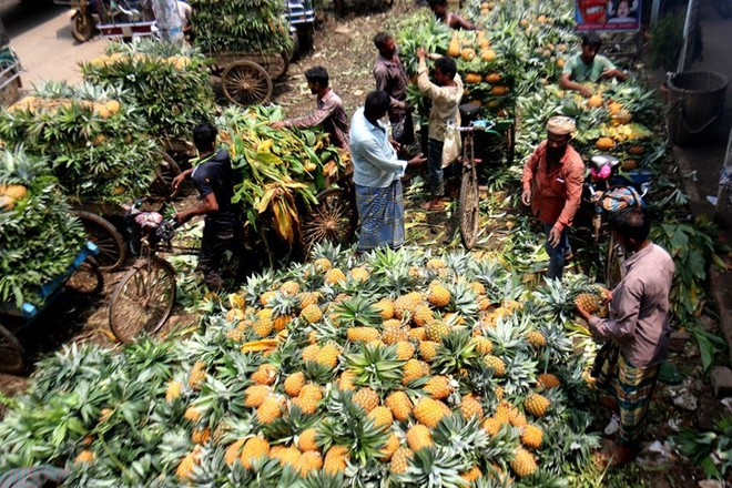 Mùa thu hoạch dứa nở rộ ở Bangladesh - Ảnh 5.