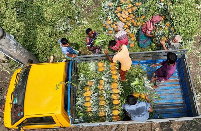 Mùa thu hoạch dứa nở rộ ở Bangladesh - Ảnh 6.