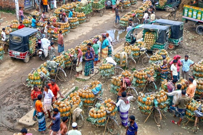Mùa thu hoạch dứa nở rộ ở Bangladesh - Ảnh 8.