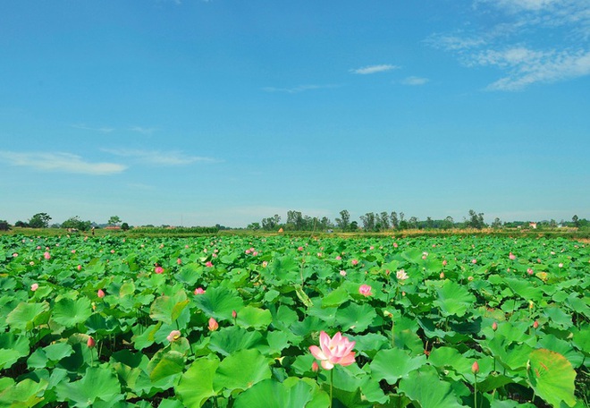 Ngỡ Ngàng Trước Cảnh Thanh Bình Ở Di Sản Thành Nhà Hồ