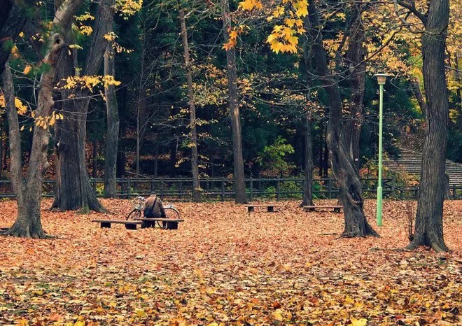 Khám phá nơi đón mùa thu sớm nhất Nhật Bản: Du khách mãn nhãn với cảnh lá vàng đẹp như tranh - Ảnh 7.