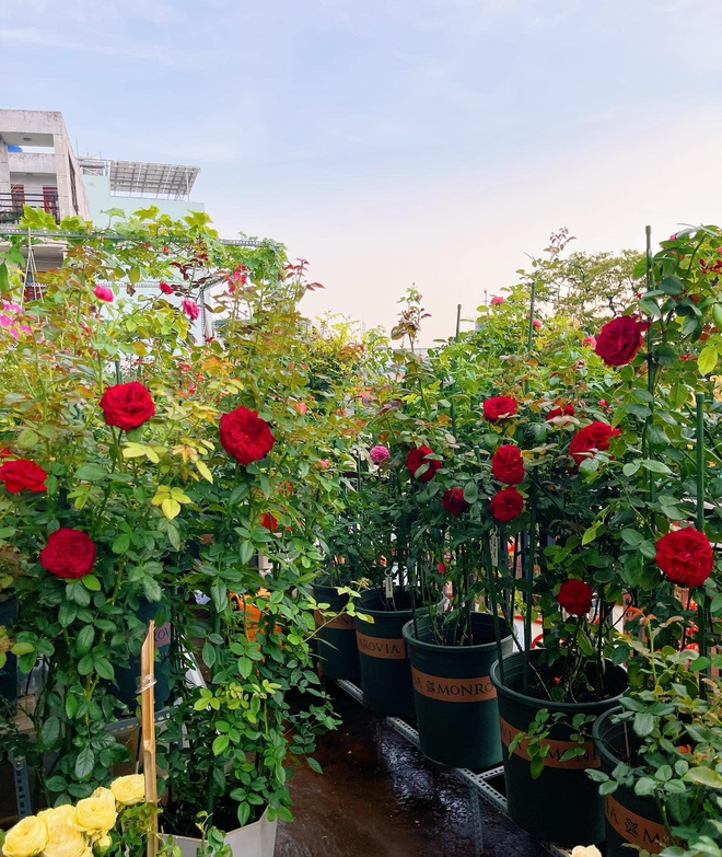 Khu vườn hoa hồng đẹp ngây ngất trên sân thượng ở TP HCM - Ảnh 2.