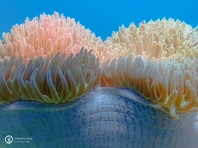Chiêm ngưỡng san hô tuyệt đẹp dưới đáy biển Việt Nam - Ảnh 3.