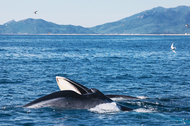 Nhiếp ảnh gia chia sẻ kinh nghiệm săn ảnh cá voi ở biển Đề Gi - Ảnh 6.