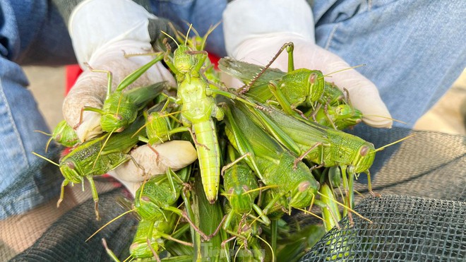 Phi&ecirc;n chợ b&aacute;n t&ocirc;m bay, gi&aacute; nửa triệu mỗi kg vẫn ch&aacute;y h&agrave;ng - Ảnh 3.