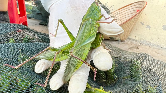 Phi&ecirc;n chợ b&aacute;n t&ocirc;m bay, gi&aacute; nửa triệu mỗi kg vẫn ch&aacute;y h&agrave;ng - Ảnh 6.