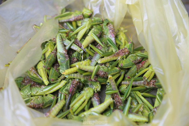 Phi&ecirc;n chợ b&aacute;n t&ocirc;m bay, gi&aacute; nửa triệu mỗi kg vẫn ch&aacute;y h&agrave;ng - Ảnh 8.