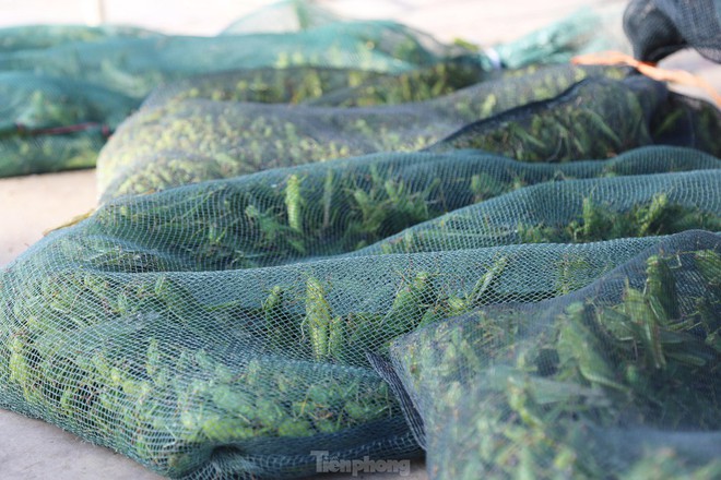 Phi&ecirc;n chợ b&aacute;n t&ocirc;m bay, gi&aacute; nửa triệu mỗi kg vẫn ch&aacute;y h&agrave;ng - Ảnh 9.