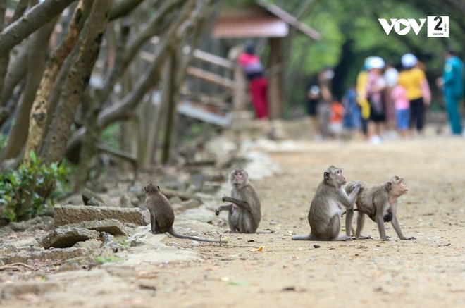 Khám phá vương quốc khỉ ở Cần Giờ - Ảnh 4.