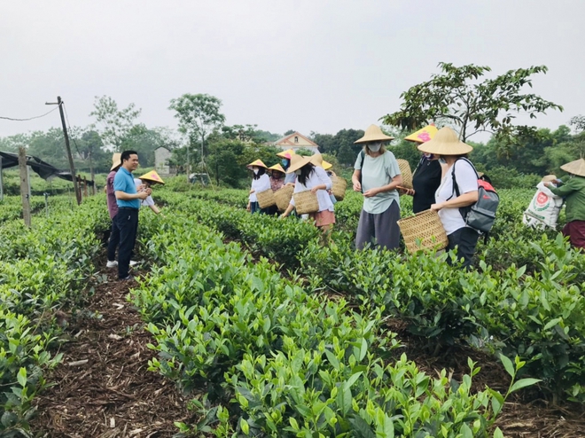 Th&uacute;c đẩy du lịch với Festival Tr&agrave; Th&aacute;i Nguy&ecirc;n - Ảnh 2.