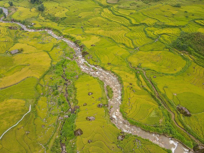 Đi săn lúa ở Sa Pa nhưng không phải ai cũng tìm được những thửa ruộng vàng óng, nguyên sơ - Ảnh 6.