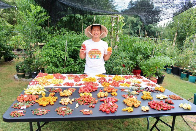 Chàng trai Việt trồng hơn 500 giống ớt, khu vườn 300 m2 ngập rau trái quê - Ảnh 2.