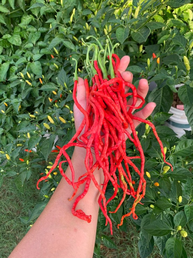 Chàng trai Việt trồng hơn 500 giống ớt, khu vườn 300 m2 ngập rau trái quê - Ảnh 3.