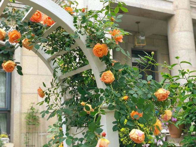 Khu vườn hoa cỏ rộng 100m&sup2;, hễ ai đặt ch&acirc;n đến l&agrave; qu&ecirc;n lối về, x&oacute;a tan hết mọi muộn phiền tr&ecirc;n đời - Ảnh 11.