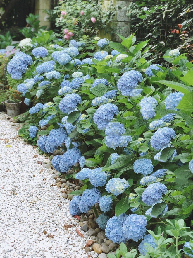 Khu vườn hoa cỏ rộng 100m&sup2;, hễ ai đặt ch&acirc;n đến l&agrave; qu&ecirc;n lối về, x&oacute;a tan hết mọi muộn phiền tr&ecirc;n đời - Ảnh 5.