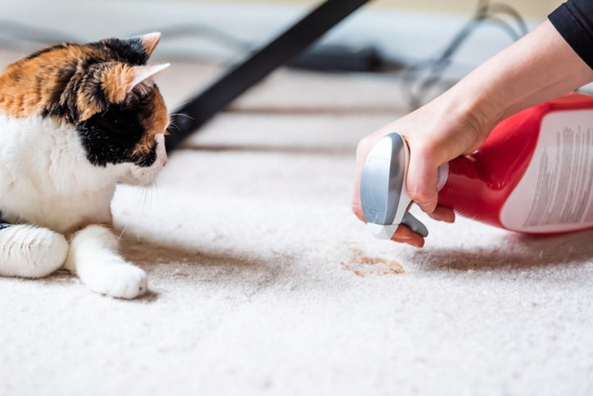 Làm thế nào để giữ nhà luôn sạch sẽ khi nuôi mèo? - Ảnh 1.