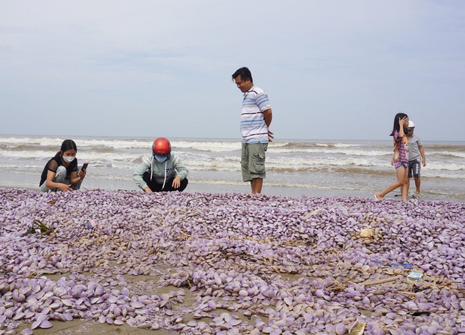 Hàng tấn ngao chết trôi dạt, chất đống dọc 3 km bờ biển Thanh Hóa - Ảnh 5.