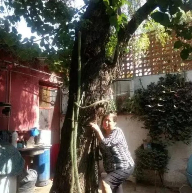 Cuộc thi &ocirc;m c&acirc;y kỳ lạ ở Phần Lan - nơi con người được chữa l&agrave;nh bằng những c&aacute;i &ocirc;m thi&ecirc;n nhi&ecirc;n v&agrave;o l&ograve;ng - Ảnh 17.
