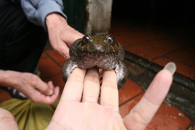 Loại ếch này là đặc sản tỉnh Lạng Sơn, giá cao gấp 10 lần ếch đồng vẫn luôn được người tiêu dùng săn đón - Ảnh 1.