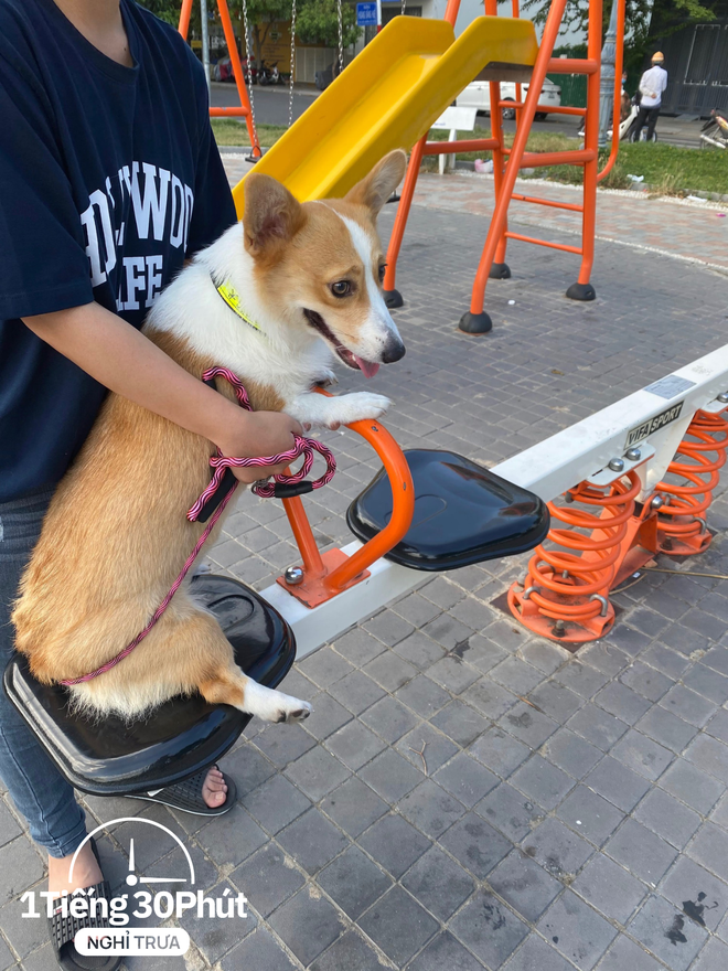 Sếp xây văn phòng như nơi triển lãm, mang thú cưng đến cho nhân viên vừa làm vừa chơi - Ảnh 3.