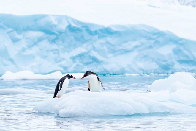 Những sự thật vô cùng đáng yêu về chim cánh cụt - Ảnh 2.