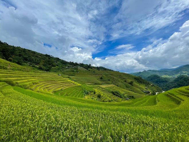 Trải nghiệm săn l&uacute;a ch&iacute;n đ&aacute;ng nhớ ở M&ugrave; Cang Chải - Top 10 ruộng bậc thang đẹp nhất thế giới - Ảnh 1.