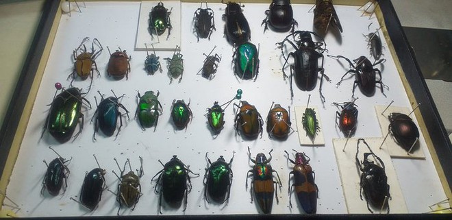 Nam sinh viên sở hữu bộ sưu tập gồm hơn 200 xác bọ cánh cứng - Ảnh 2.